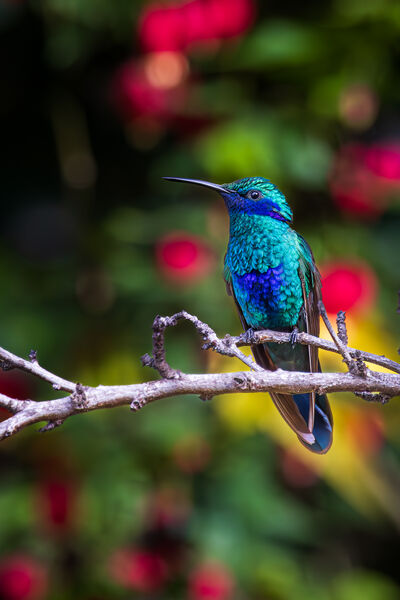 Sparkling Violetear hummingbirds battling