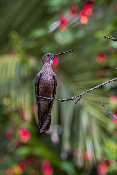 The huge Giant Hummingbird