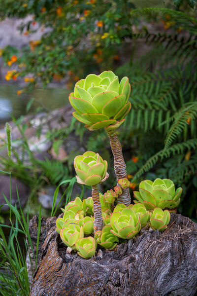 Succulent plant near the pond