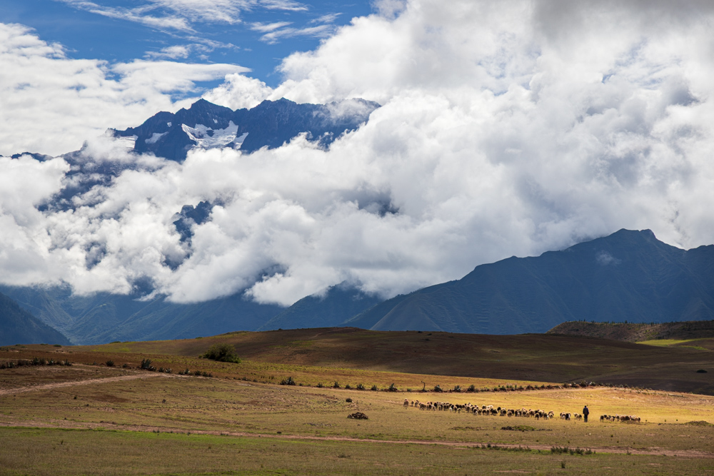 Sheep herder with Andes background
