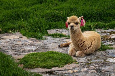 An alpaca with fancy earrings