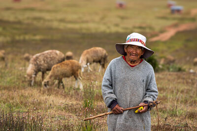 A shepherd with sheep near lunch spot