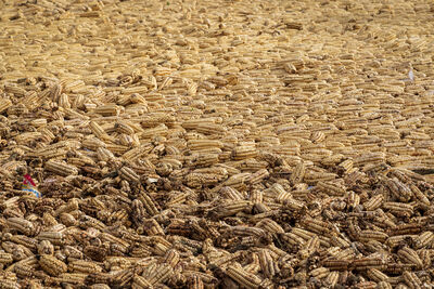 Corn laid out to dry in a village