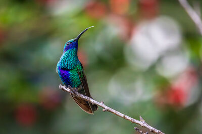 Cal  hummingbirds to end the day