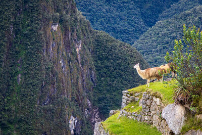 Tropical flora at 8,000 feet