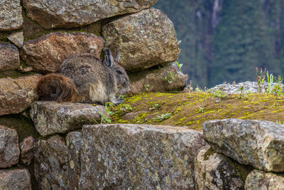 Chinchilla spotted at the site