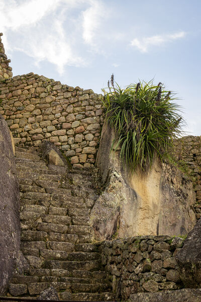 Jungle maintenance required