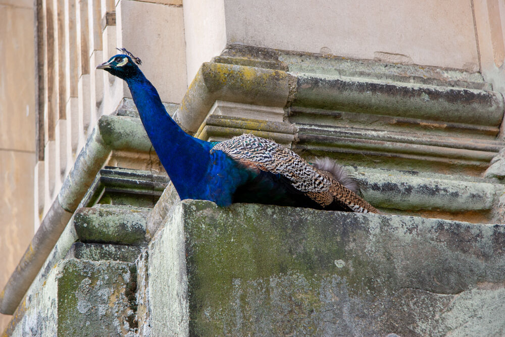 uk2007
