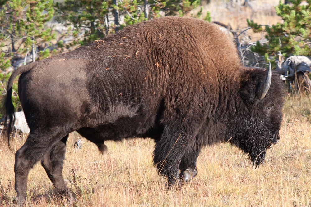 wyoming2009