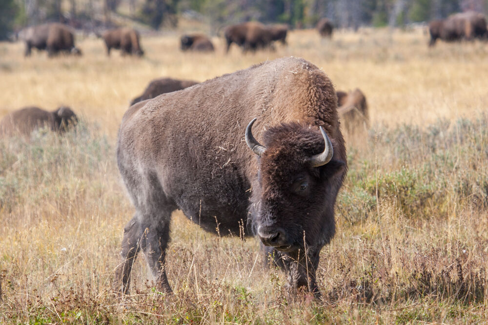 wyoming2009