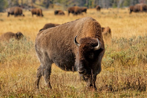wyoming2009