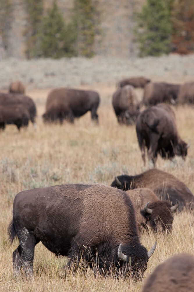 wyoming2009