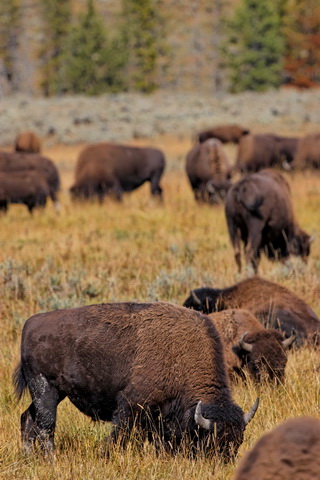 wyoming2009