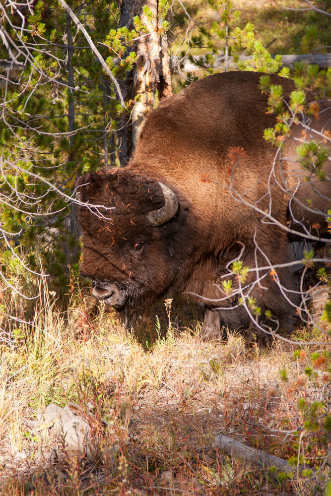 wyoming2009