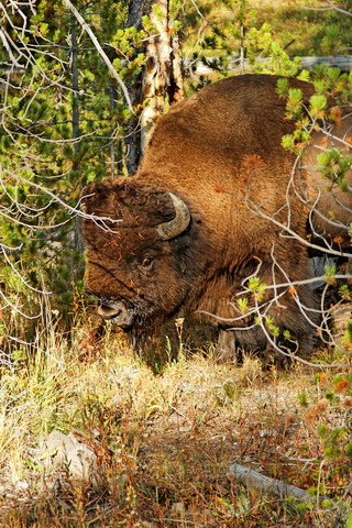 wyoming2009
