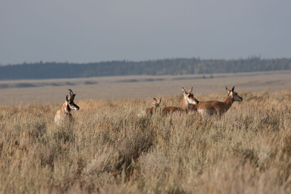 wyoming2009