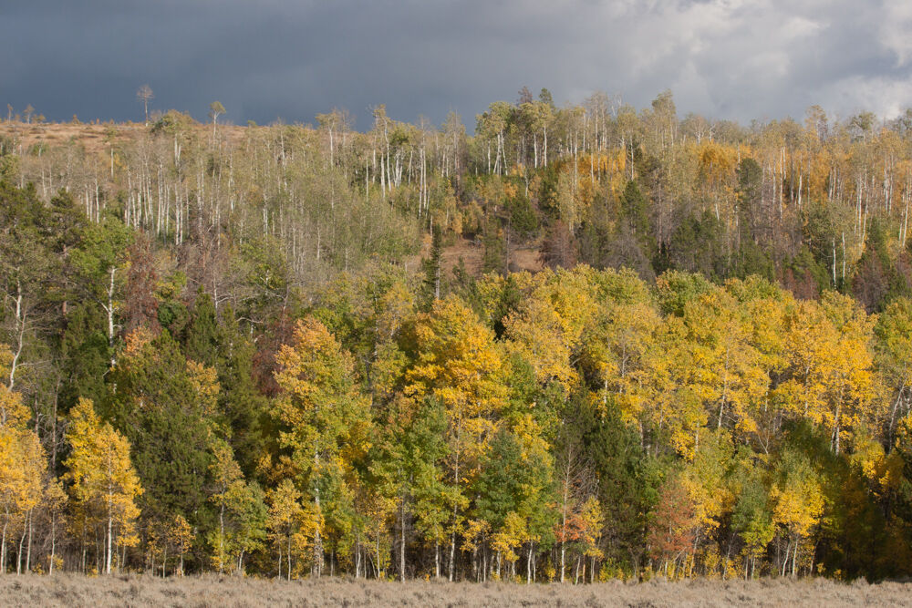 wyoming2009