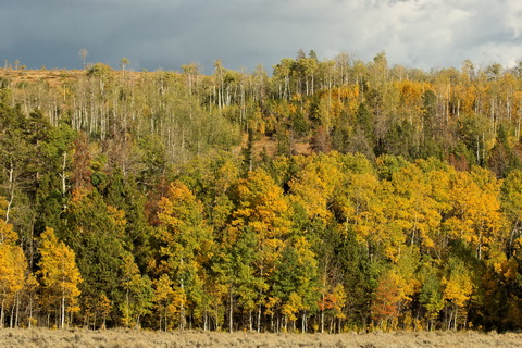 wyoming2009