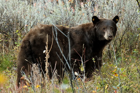 wyoming2009