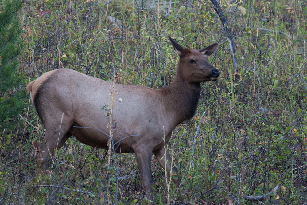 wyoming2009