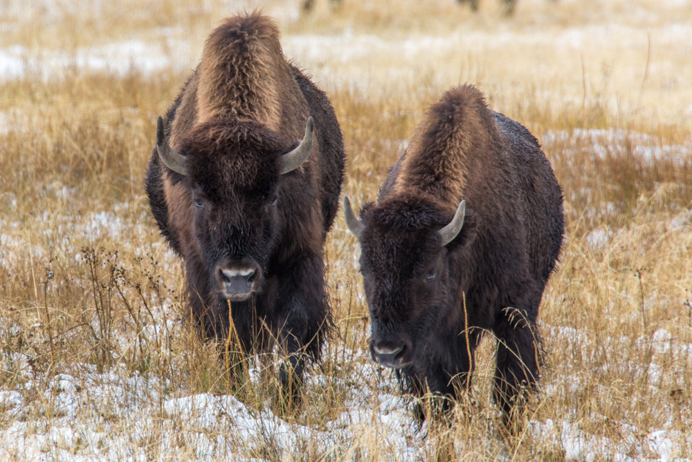 wyoming2019
