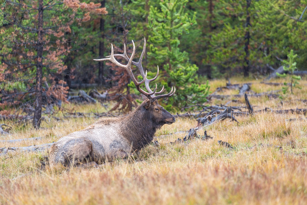 wyoming2019