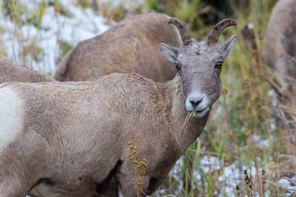 wyoming2019