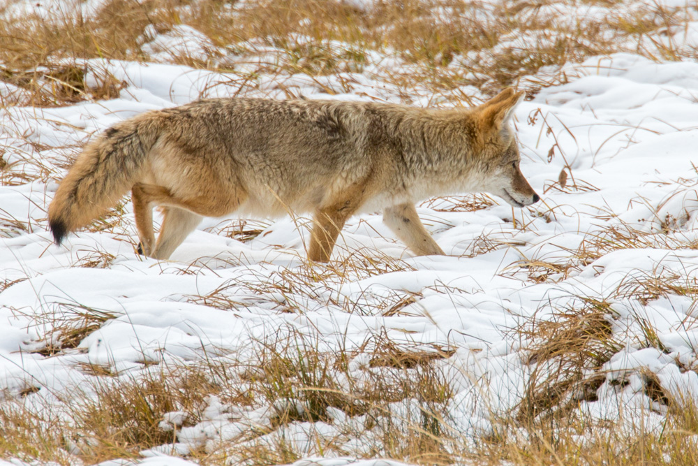 wyoming2019