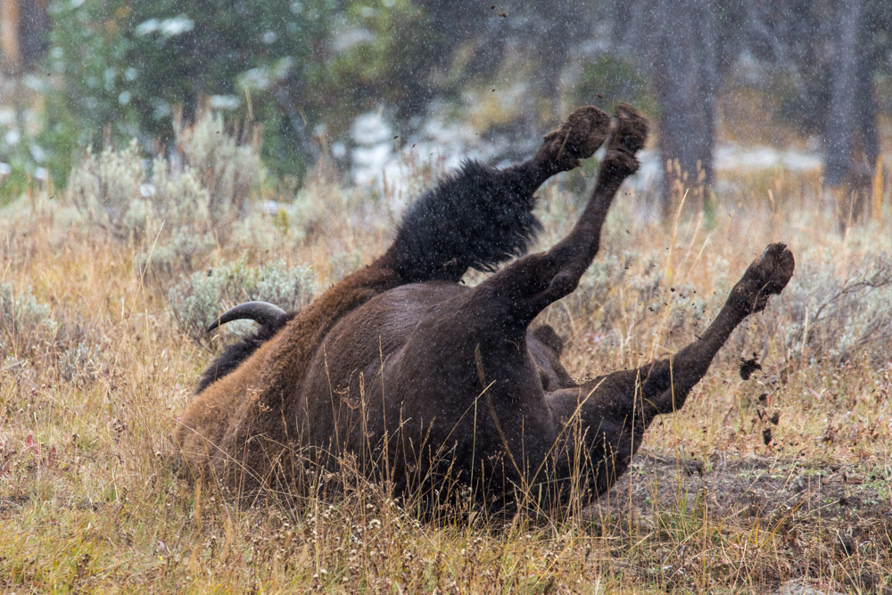 wyoming2019
