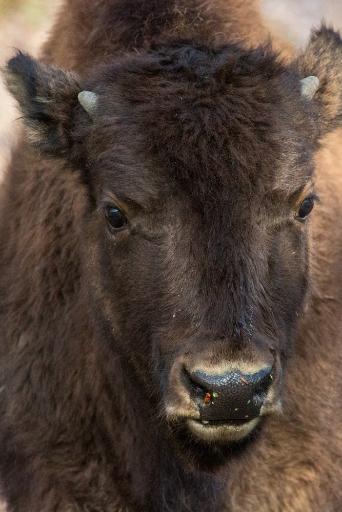wyoming2019