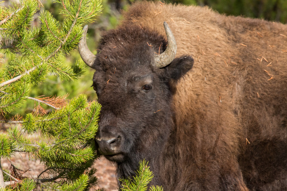 wyoming2019