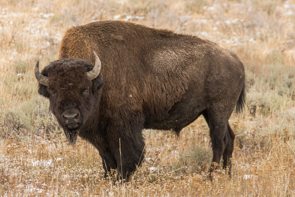 wyoming2019
