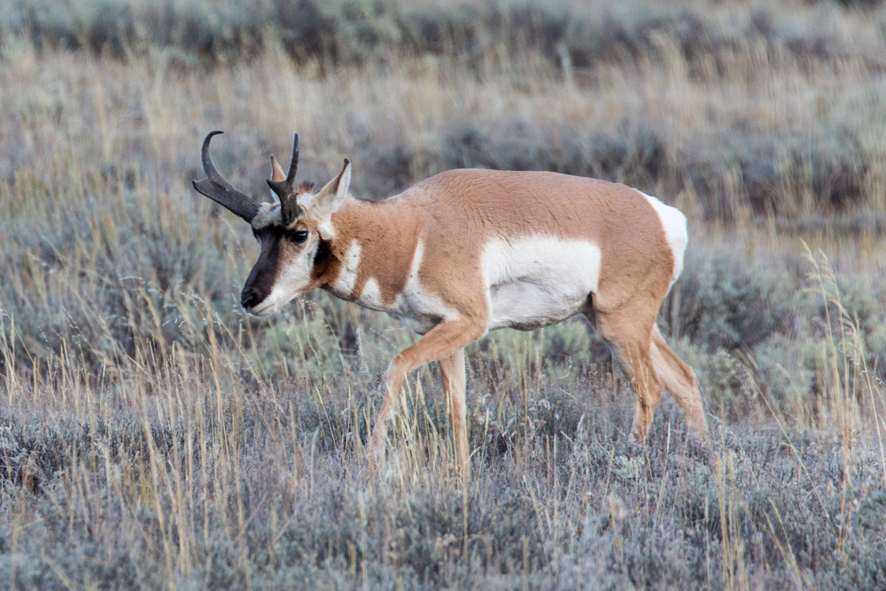 wyoming2019