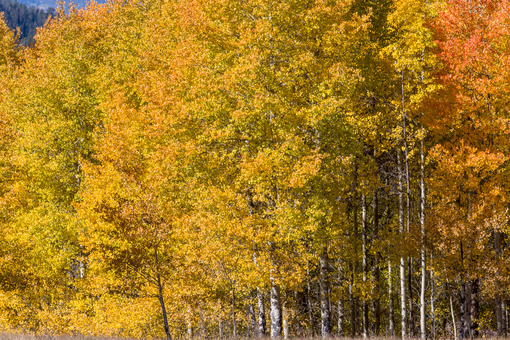 wyoming2019
