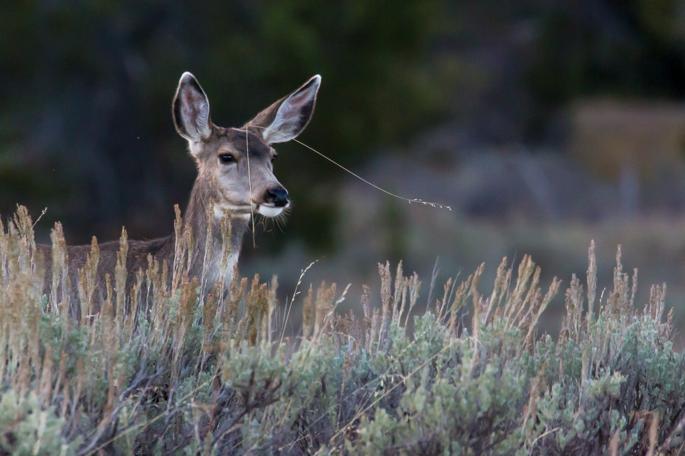 wyoming2019