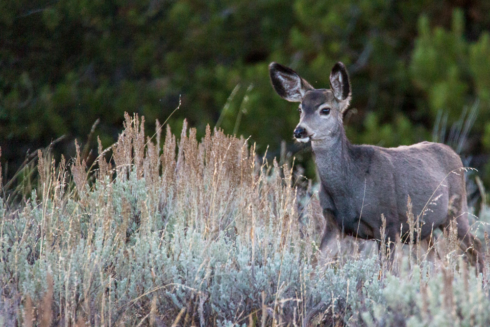 wyoming2019