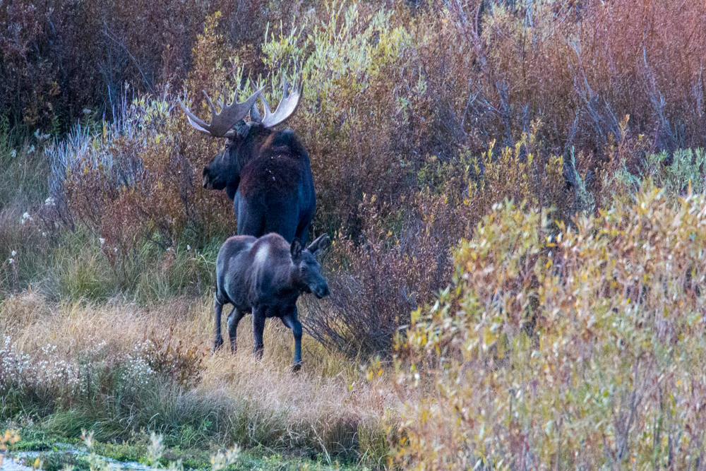 wyoming2019