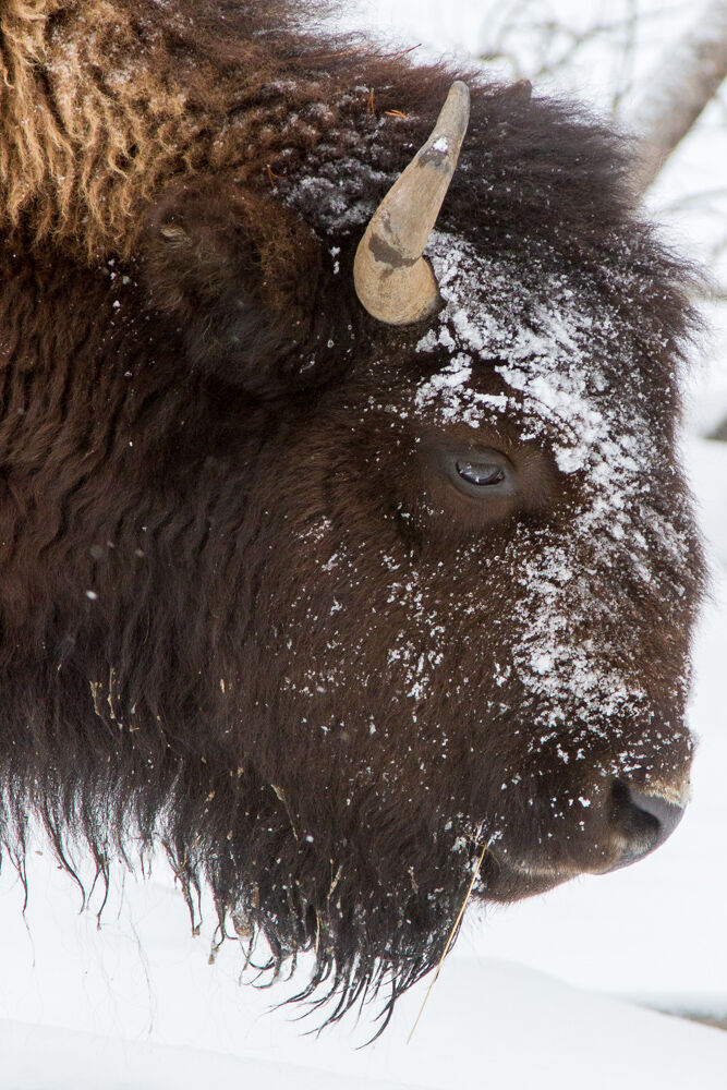 yellowstone2013