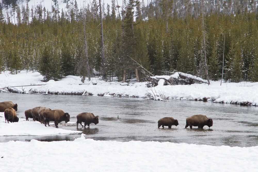 yellowstone2013