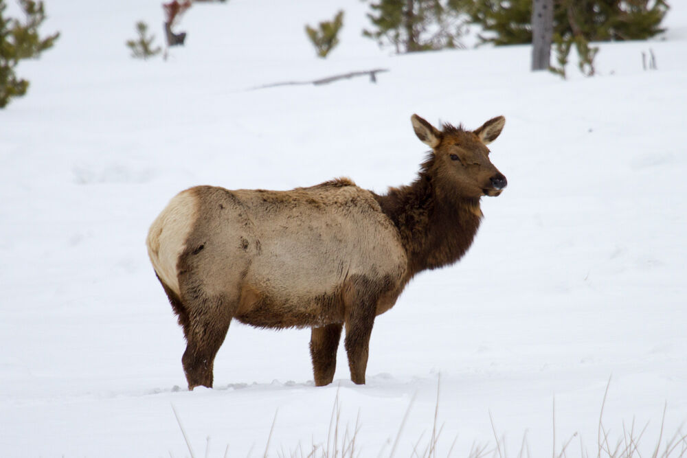 yellowstone2013