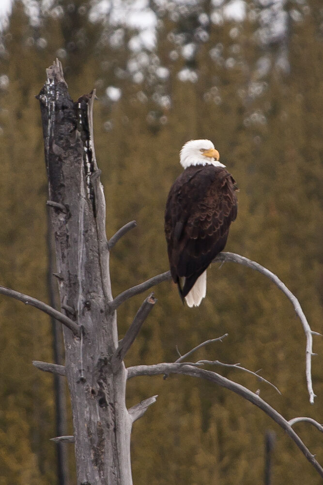 yellowstone2013